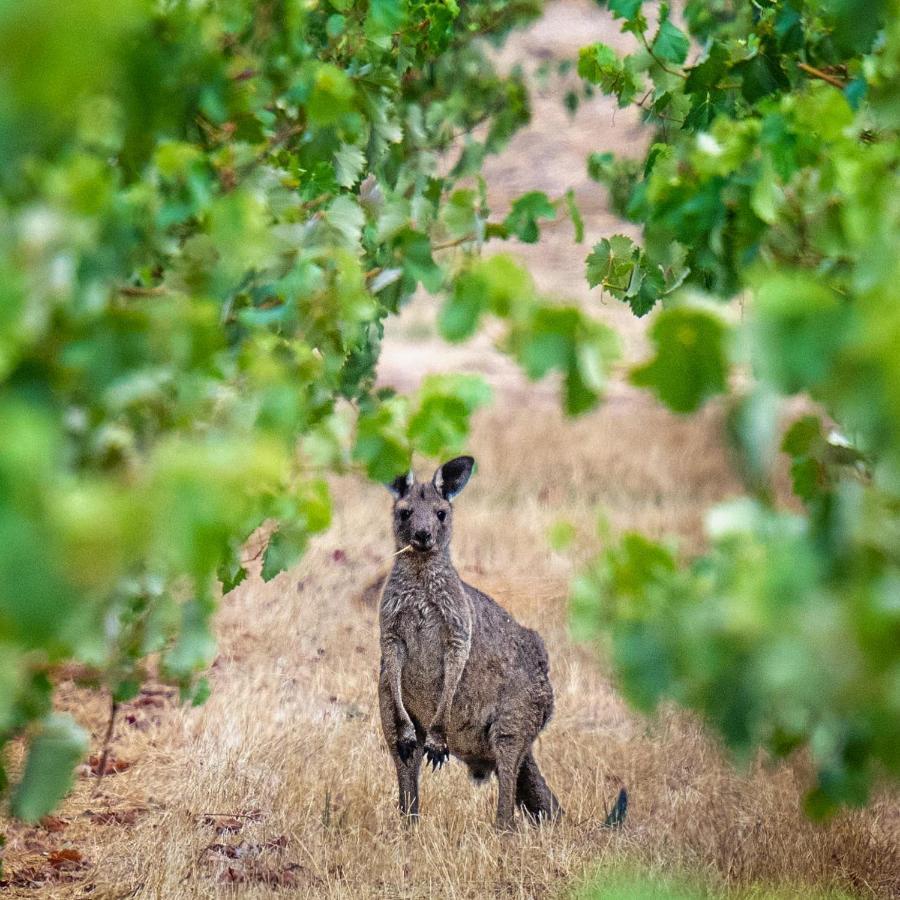Triple Creek Guest House - Barossa Region Seppeltsfield ภายนอก รูปภาพ